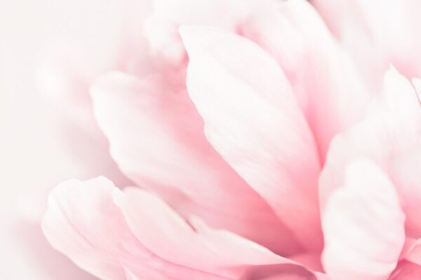 Peinture murale Fleur de pivoine