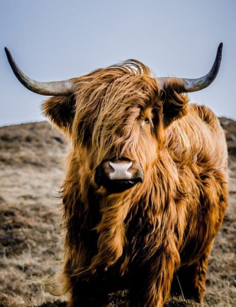Peinture murale Portrait d'une vache de montagne