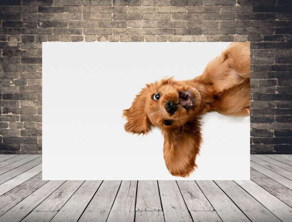 Une image d'un chien joyeux