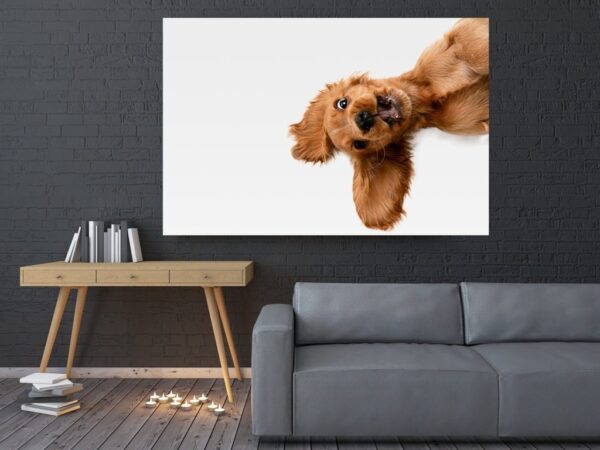 Une image d'un chien joyeux – Image 2