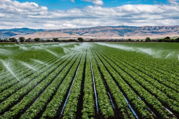 Peinture murale Irrigation de Laitue