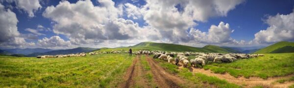 Peinture murale Troupeau de moutons sur la montagne