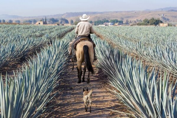 Peinture murale Fermier en Graines d'Agave
