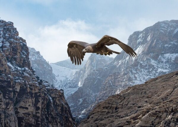 Peinture murale Aigle dans les montagnes