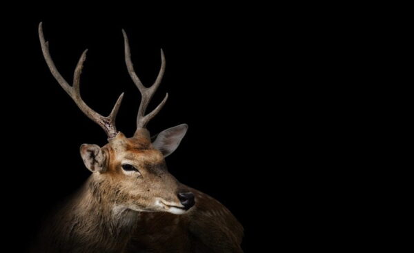 Image d'un beau cerf – Image 3