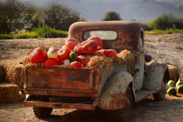 Peinture murale Citrouilles sur le rythme