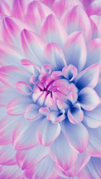 Image de fleur délicate – Image 3