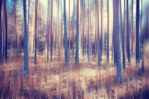 Peinture murale Forêt floue