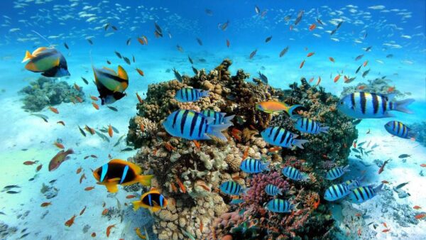Papier peint Poissons exotiques et récifs coralliens