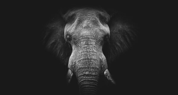 Une image d'un portrait d'un éléphant – Image 2