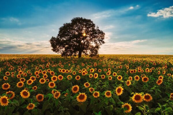 Une image d'une mer de tournesols – Image 3