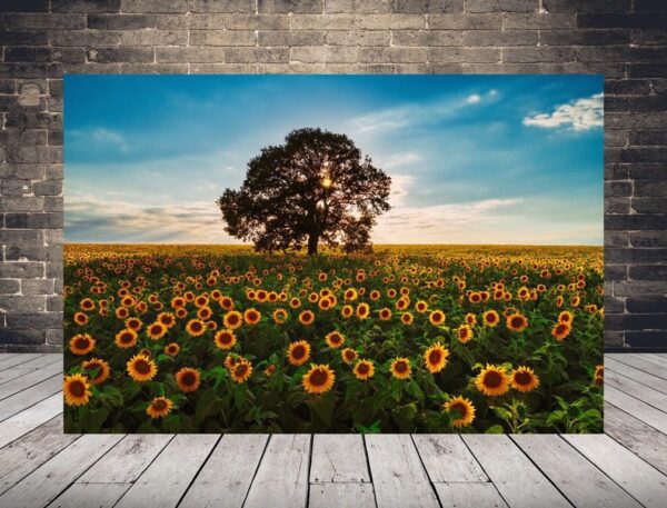 Une image d'une mer de tournesols