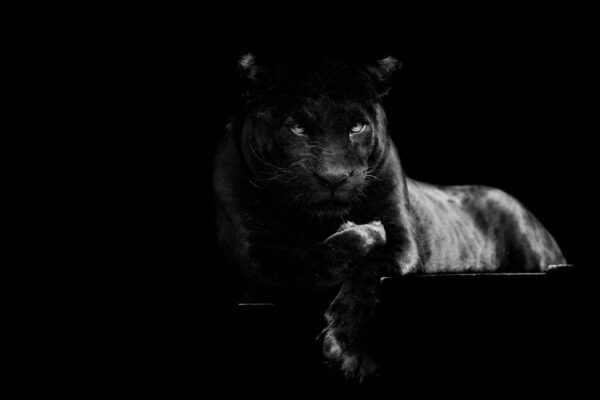 image de chat noir – Image 3