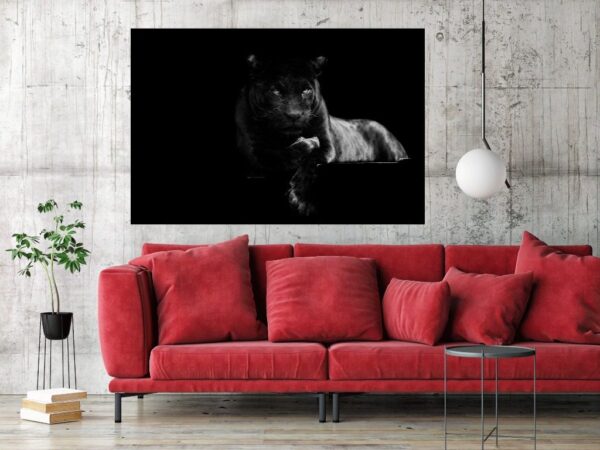 image de chat noir – Image 2