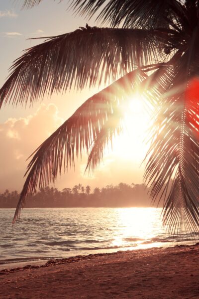 Une image d'un palmier et d'un soleil – Image 2