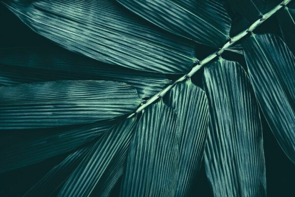 Image d'une feuille de bambou – Image 3