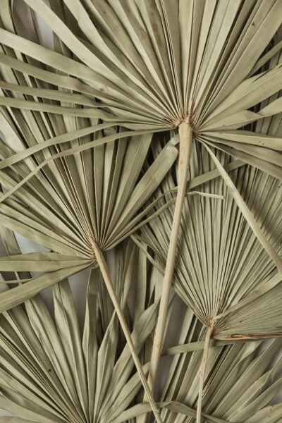 Une image de feuilles sèches – Image 3