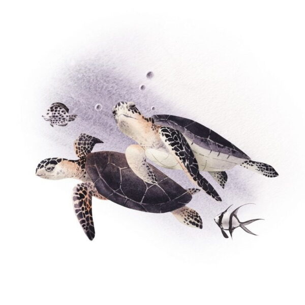 Poster XXL Deux tortues