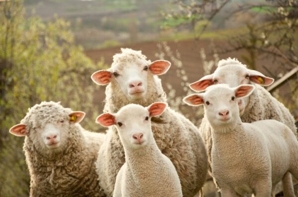 Peinture murale Troupeau de moutons