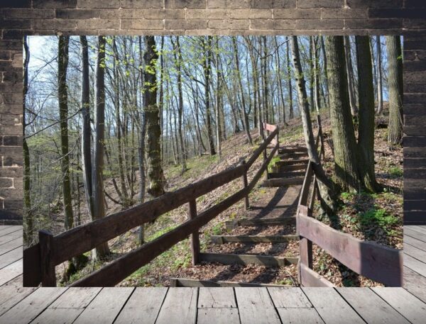 Une image d'un escalier forestier
