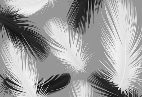 Peinture murale Plumes noires et blanches