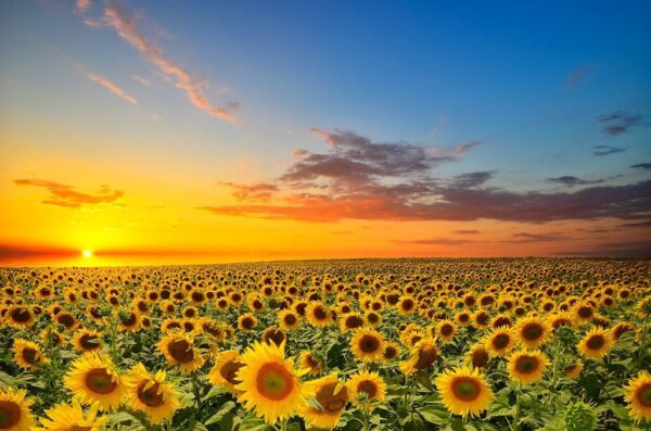 Peinture murale Tournesols au coucher du soleil