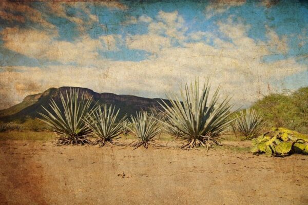 Peinture murale Yucca plantes