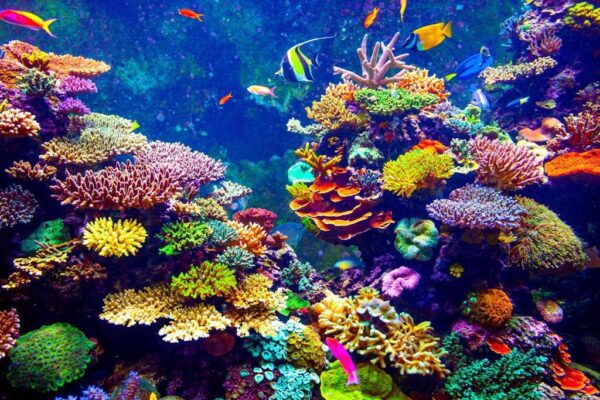 Image de miracles sous-marins – Image 3