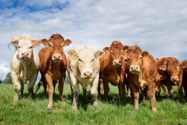 Poster XXL Vaches laitières