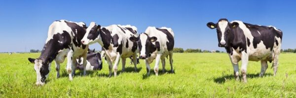 Peinture murale Vaches noires et blanches