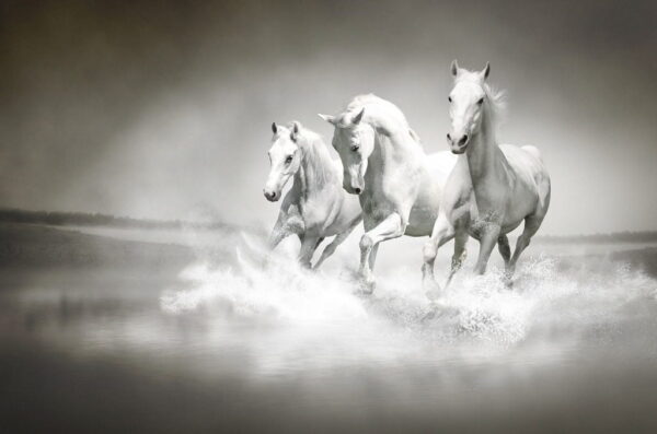 Image de chevaux dans l'eau – Image 2