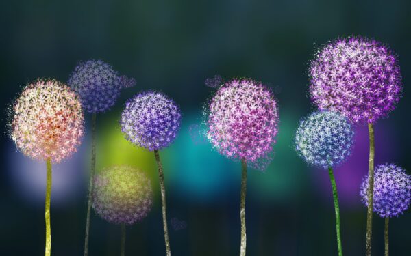 Une image de pissenlits colorés – Image 2