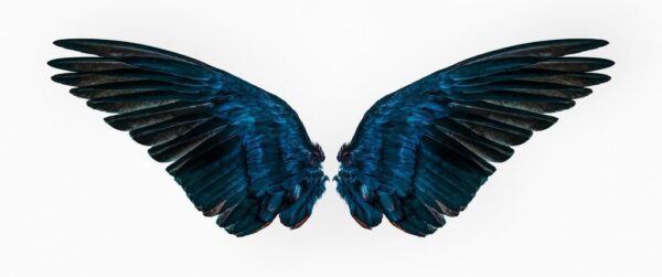 Image d'ailes d'ange – Image 2