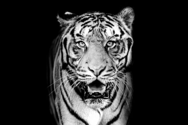Une image d'un tigre souriant – Image 2