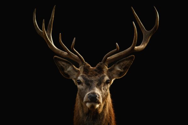 Une image d'un cerf fier – Image 2
