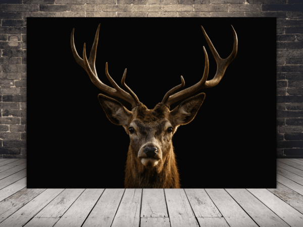 Une image d'un cerf fier