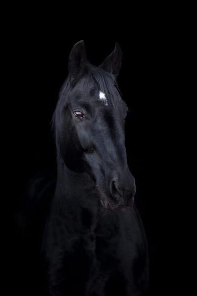 Image d'un cheval avec une tache blanche – Image 2