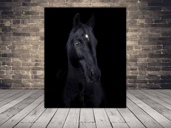 Image d'un cheval avec une tache blanche