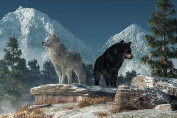 Image de deux loups – Image 2