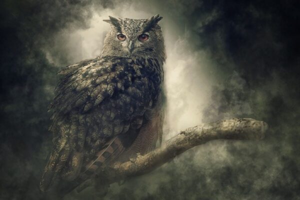 Une image d'un hibou sur un arbre – Image 2