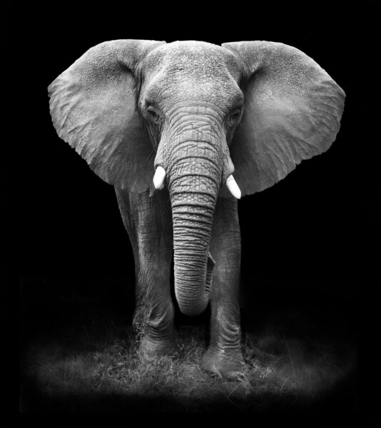 Une image d'un portrait d'un éléphant – Image 2