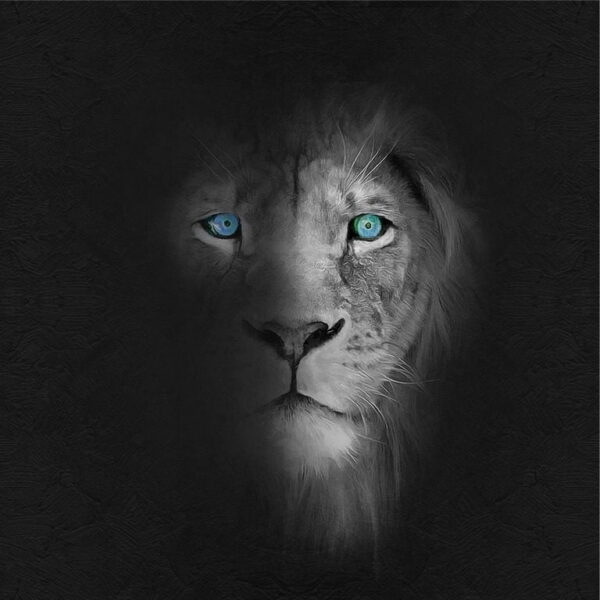Une image d'un lion aux yeux bleus – Image 2