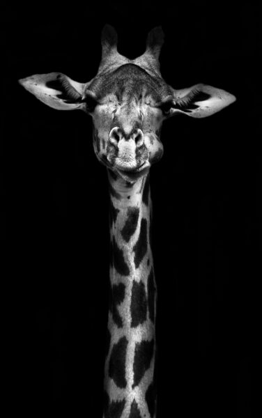 Une image d'une girafe à la recherche – Image 2