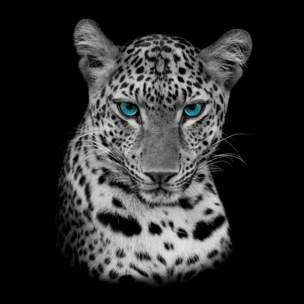 Une image d'un guépard aux yeux bleus – Image 2