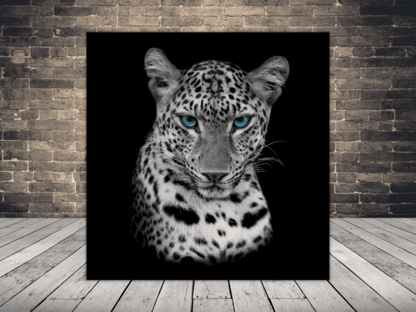 Une image d'un guépard aux yeux bleus