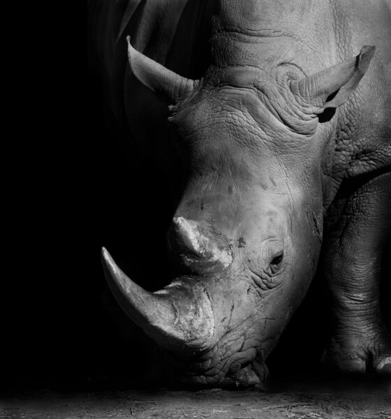 Une image d'un portrait de rhinocéros – Image 2