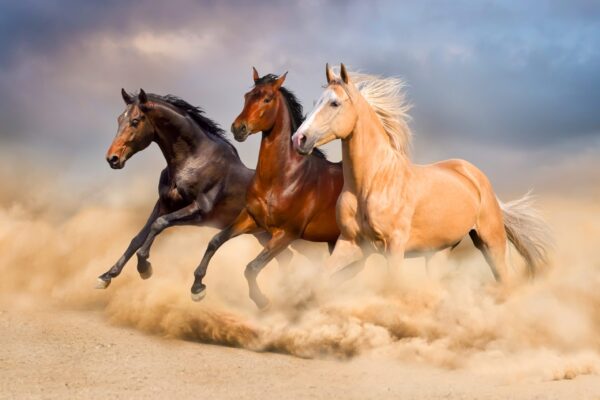 Image de chevaux qui courent – Image 2