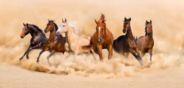 Image de chevaux au galop – Image 2