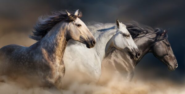 Une image d'un cheval qui court – Image 2