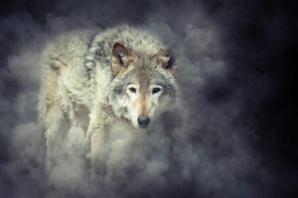 Une image d'un loup blanc – Image 2
